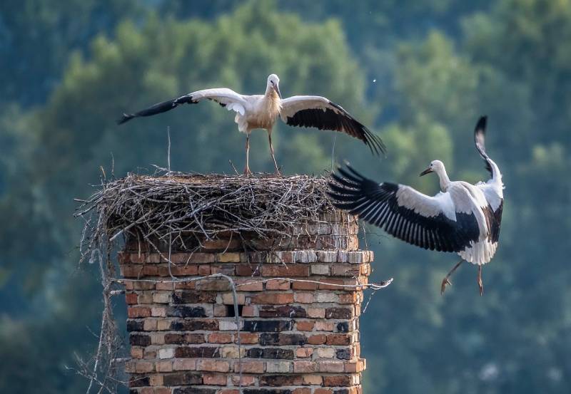 Professional Chimney Animal Removal Services in Wauconda, Illinois