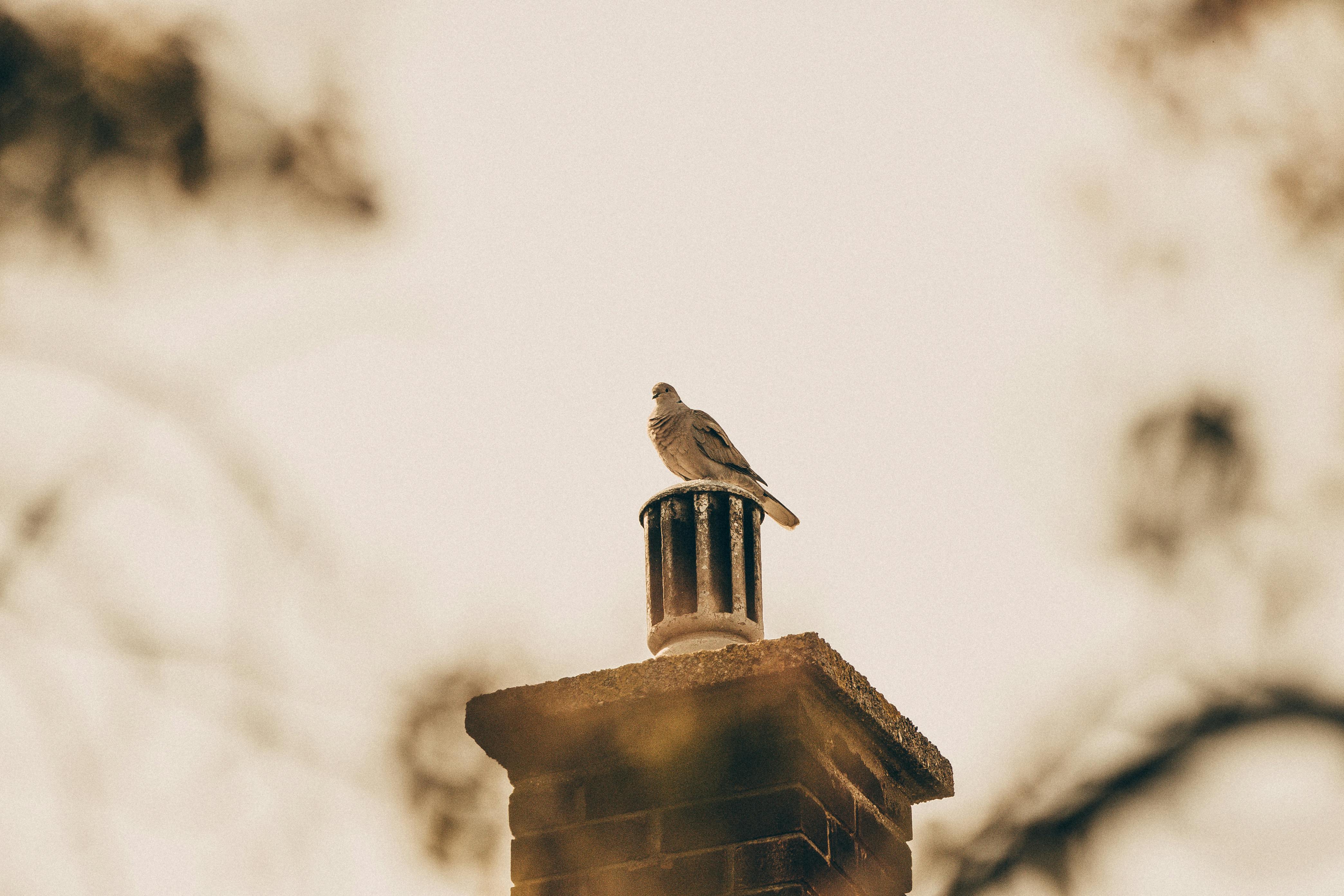 Expert Chimney Cap Installation in Wauconda, Illinois